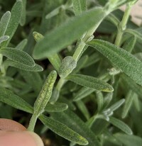 このラベンダーは枯れてきているのでしょうか 綺麗な花を Yahoo 知恵袋