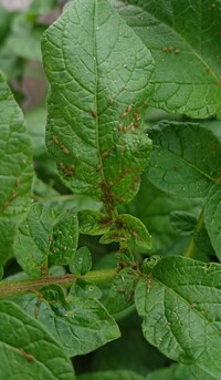 じゃが芋の葉についてる虫について質問です。
家庭菜園で、今年はじめてじゃが芋の植え付けをしました。 インカのめざめを３月上旬に植えて、今長いもので90cm近く芽が伸びています。
虫がつくのが嫌でネットを掛けていたのですが、最近茶色の虫が葉にびっしりついているのですが（白い虫も所々）この虫はなんの虫なのでしょうか？
今のところ葉を食い荒らしてはないのですが
所々虫食いがあったのですが近くにナメ...