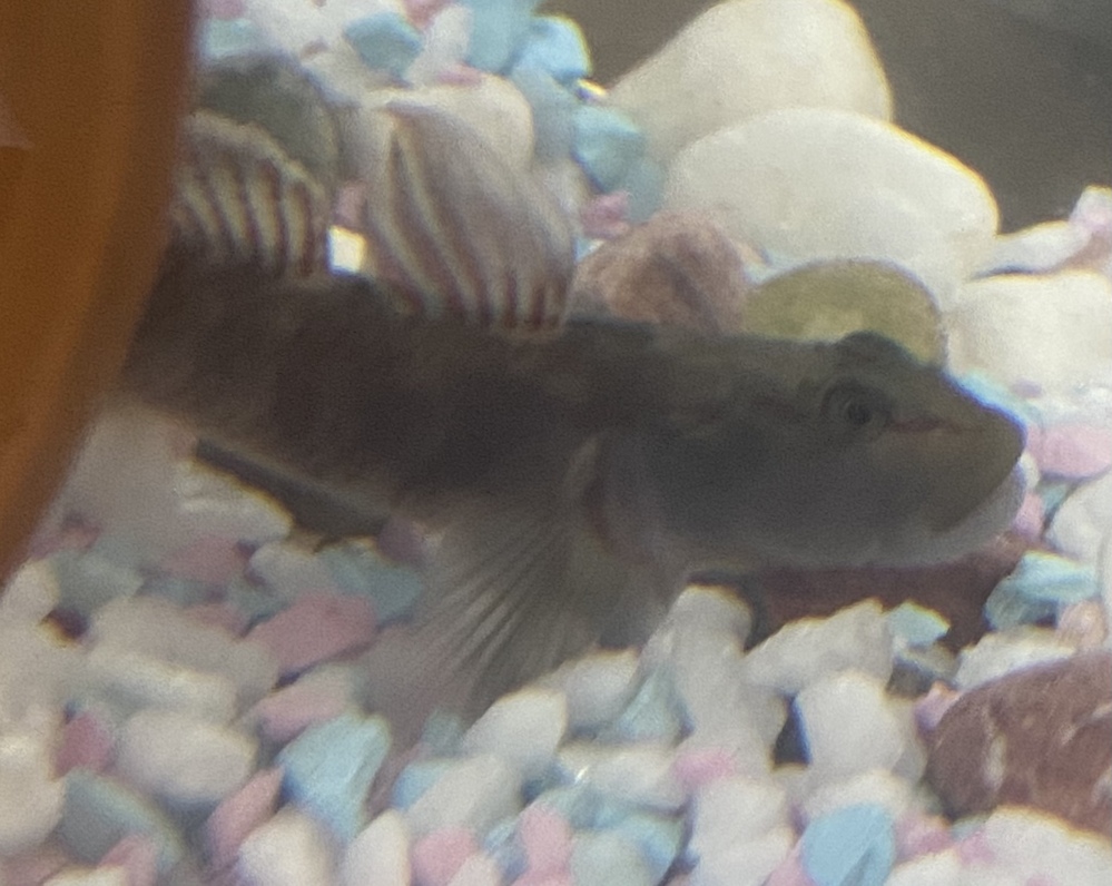 これはドンコですか ヨシノボリですか ちなみに雄か雌かしりたいです Yahoo 知恵袋