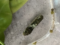 アゲハチョウの幼虫が動かなくなりました 昨日の朝からです 幼虫の表 Yahoo 知恵袋