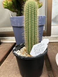 このサボテンは植え替えた方がいいですかね 買ったばかりのよう Yahoo 知恵袋