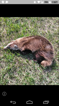 こんにちは 写真の動物は何ですか 今日 山で見かけたのですが近づく Yahoo 知恵袋