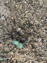 この雑草は何という植物ですか 引っこ抜くともやしみたいな茎 Yahoo 知恵袋