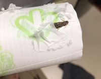 虫の名前が知りたいです 虫の画像注意 部屋の電気の近くに2匹ほど集まっていま Yahoo 知恵袋