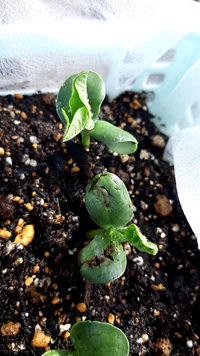 初めて枝豆を種から育ててます 芽が出てきましたが 双葉が黒くヒビが Yahoo 知恵袋