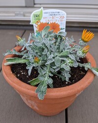 鉢植えの冬越ししたガザニアのことで質問です 昨年鉢に植えた苗で 初冬までつぎ Yahoo 知恵袋