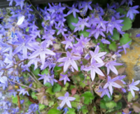 紫の星型の花が咲いた蔓性植物を見付けました 何と言う植物かご存知の方が Yahoo 知恵袋
