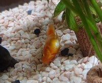 バルーンモーリーと混泳できる魚をできるだけ多く教えてください よろ Yahoo 知恵袋