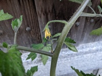 プランターで育ててるミニトマトの第二果房の花が1つしかありません 折れた形跡 Yahoo 知恵袋