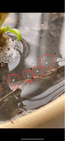 この虫は何でしょうか スイートバジルの植木鉢に水をやっていて 動いて Yahoo 知恵袋