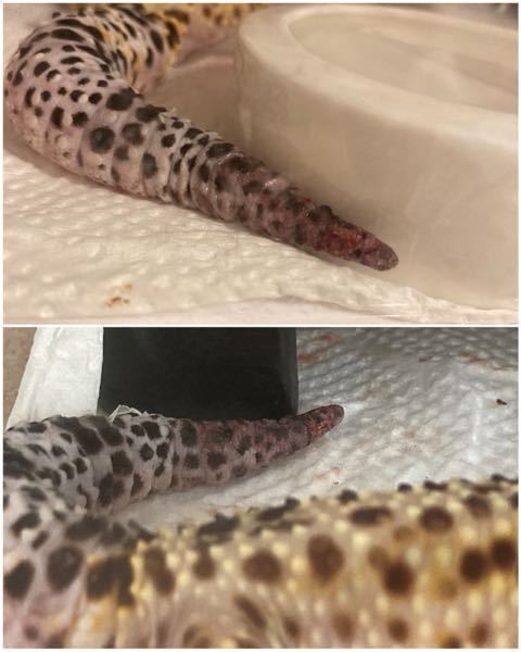 飼っているヒョウモントカゲモドキが脱皮中に自分でしっぽを齧ったようで怪我をし Yahoo 知恵袋