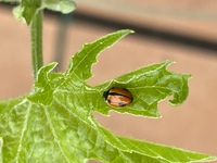 育てているゴーヤにてんとう虫 がいました この虫は害虫ですか 益虫ですか 駆 Yahoo 知恵袋