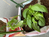 バジルの茎をかじって折る虫いますか ベランダでバジルを育ててます Yahoo 知恵袋