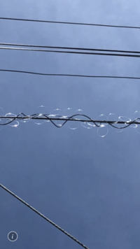 Ntt東日本に鳥糞対策を依頼する際はどこに連絡するのでしょうか 公式 Yahoo 知恵袋