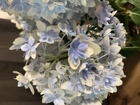 根腐れしてしまった紫陽花の復活にアドバイスお願いします 大 Yahoo 知恵袋