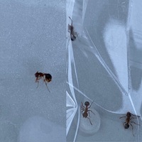 赤茶色のありが発生 これは ヒアリではないですよね 何というアリな Yahoo 知恵袋