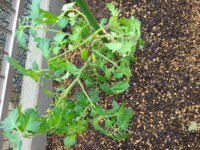 これはつるボケでしょうか 庭の畑にミニトマトを育てています 今朝様 Yahoo 知恵袋