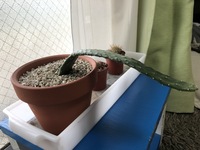 名前も定かではありませんが サボテンが元気がなく倒れてきました Yahoo 知恵袋