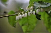 植物の名前が解りません ネジキの花という意見もあるのですが 詳 Yahoo 知恵袋