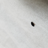 この虫はゴキブリの赤ちゃんですか 教えて 住まいの先生 Yahoo 不動産