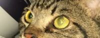 猫にフラッシュはたかないようにしてますが、たまたま点灯させて撮影していたところ、映り込んできました。 瞳孔って光が当たると小さくなりますか？？
この目は異常ないでしょうか、