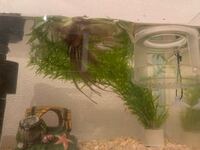 昨日から飼い始めたメダカ４匹が水中でずっと口をパクパクさせています Yahoo 知恵袋