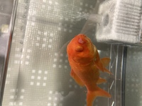金魚を飼って１０数年になりましたが 金魚の口付近に赤くて白いカビ Yahoo 知恵袋