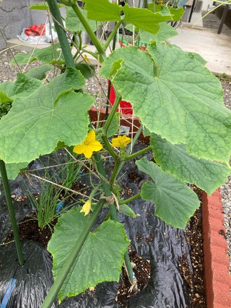 キュウリについて質問です 順調に育っていると思います キュウリは受粉す Yahoo 知恵袋