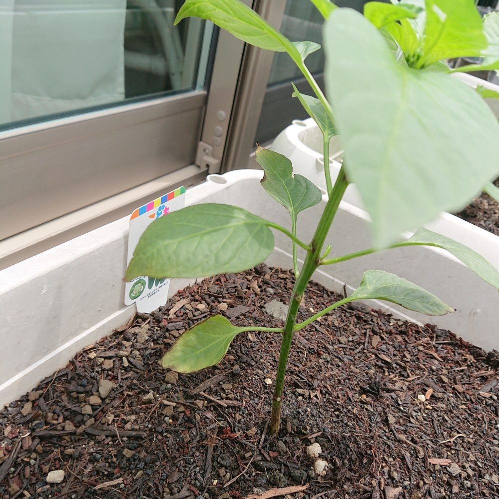 プランター菜園のピーマンの葉の周りが茶色くなっています 病気でしょうか 土に Yahoo 知恵袋