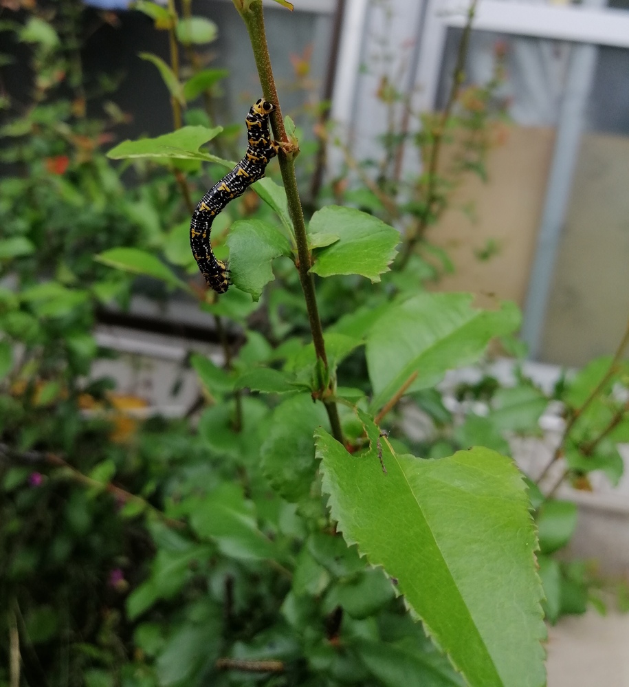 後輩が体が白くて口が赤いバッタを見たと言っているのですが ほんとにそんな生き物 Yahoo 知恵袋