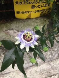 昨日 トケイソウという名の花を初めて見ました 私はそれを見 Yahoo 知恵袋
