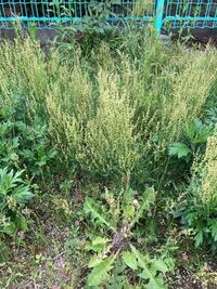 この雑草の黄色いものがたくさん子供の服についてとれません この雑草はなんとい Yahoo 知恵袋