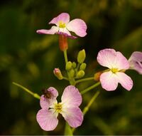 この植物の名前を教えてください ハナダイコン 21 05 Yahoo 知恵袋