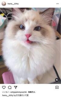インスタみてたら可愛いなと思った猫がいたのですか この種類はな Yahoo 知恵袋