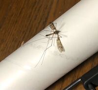 手足の長い蚊みたいな虫はなんですか 数日前のことなんですが Yahoo 知恵袋