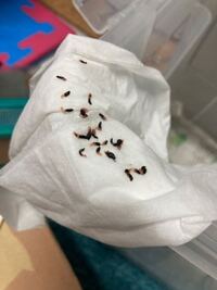 昨日捕まえたシマヘビの口の中にいました この寄生虫のせいか分 Yahoo 知恵袋