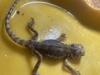 フトアゴヒゲトカゲは霧吹きで水分を体にかけると体から水分補給すること Yahoo 知恵袋