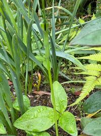 写真の植物の名前を教えて下さい 見づらくて申し訳ないのですが Yahoo 知恵袋