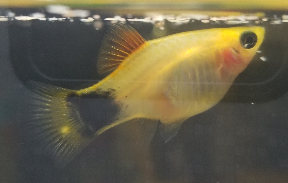 アクアリウムに詳しい方にアドバイスを頂きたいです いい水槽台 Yahoo 知恵袋