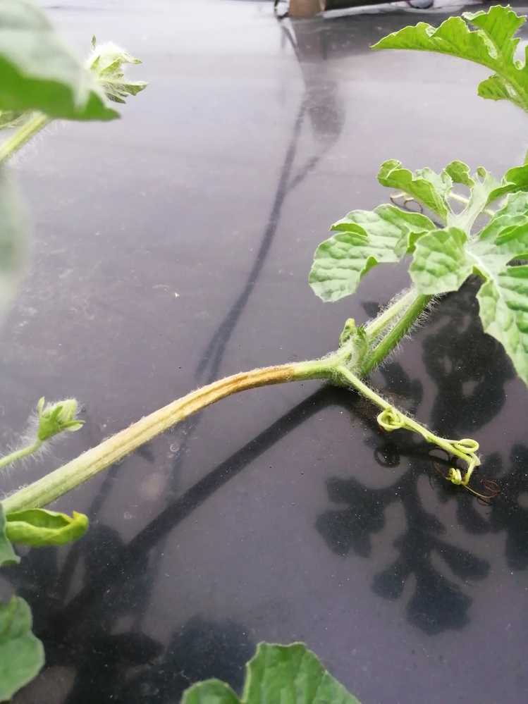 スイカの病気どなたか教えて下さい 茎が茶色くなり茶色の部分だけ枯れてしまいま Yahoo 知恵袋