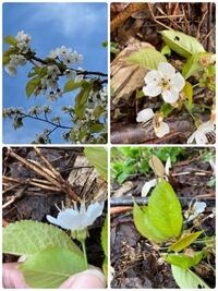 桜の種類について質問です 我が家にある白い桜を 今まで チシマザクラだ Yahoo 知恵袋