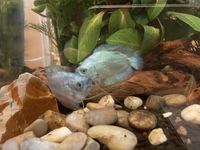 ネオンテトラの水流について 本日コトブキのプログレ60c Yahoo 知恵袋