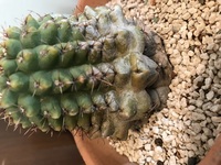 サボテンの葉焼けについて質問ですこの状態って葉焼けしてますか 教えてください Yahoo 知恵袋