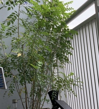 シマトネリコの葉が落ちる 庭のシンボルツリーとしてシマトリネコを Yahoo 知恵袋