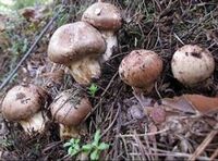 ユニクロのブラトップについて ヒートテックブラトップはmサイズでちょうど Yahoo 知恵袋