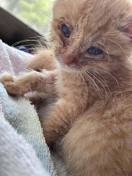 元々、猫風邪と目やにで目が開かず、 - 角膜炎などで目が失うのが怖い 