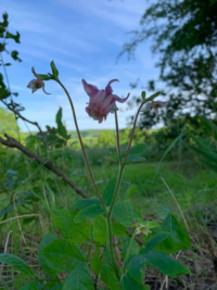 花の名前をお教え下さい 今フランスで咲いている花です 写真が少々み Yahoo 知恵袋