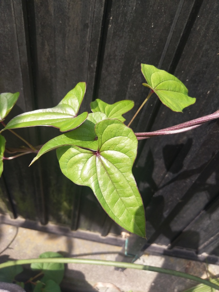 庭に山芋がでてきました 長芋か自然薯か葉を見てわかる方いたら教えて下さい よ Yahoo 知恵袋