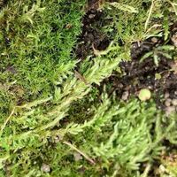 苔に詳しい方教えて下さい 庭の盆栽の苔に白い物が生えているのですがこれは何です Yahoo 知恵袋