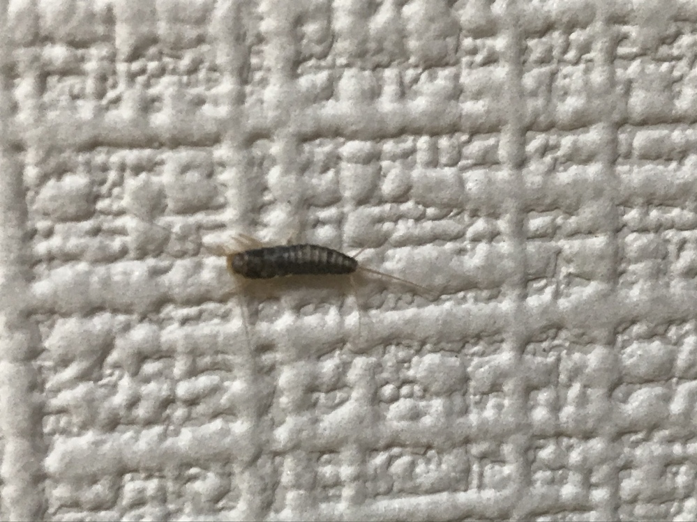 これはムカデの幼虫でしょうか ムカデではありません 紙魚 シ Yahoo 知恵袋